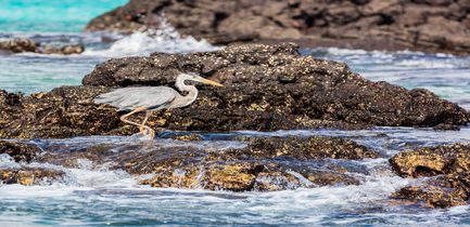 day-one-itinerary-a-endemic-bachas-beach-bird